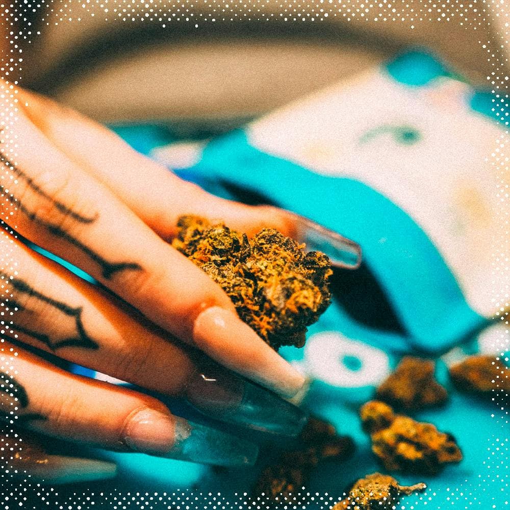 Hand holding golden cannabis flower buds over turquoise packaging